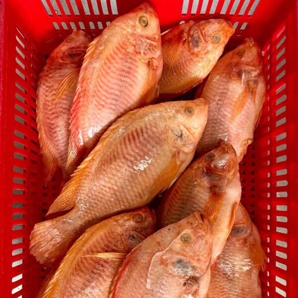 Red Tilapia Whole