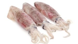 Squid