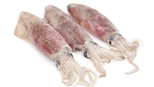 Squid