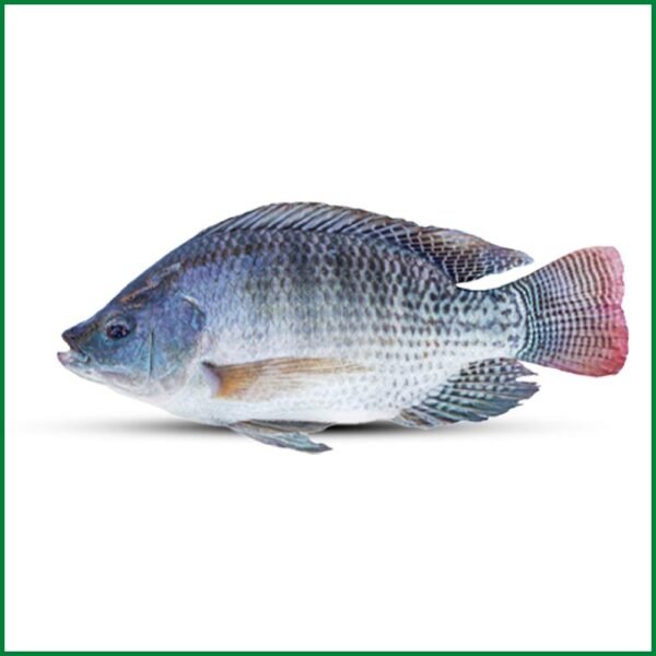 Black Tilapia Whole