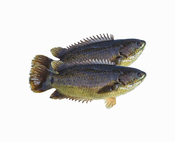 Koi