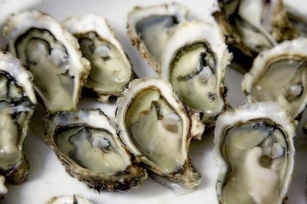 Oester